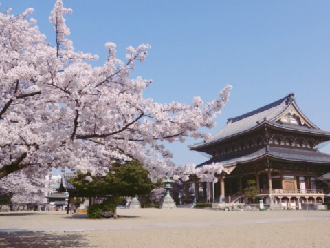 東別院の桜2015